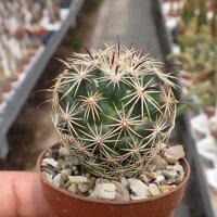 Coryphantha palmeri SB 984