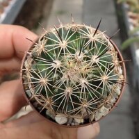 Coryphantha palmeri SB 984