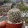 Coryphantha palmeri SB 984