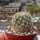 Coryphantha palmeri SB 984