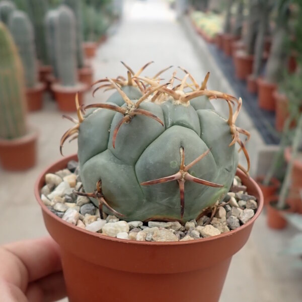 Coryphantha poselgeriana v. valida
