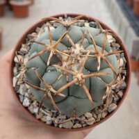Coryphantha poselgeriana v. valida