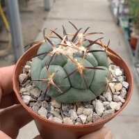 Coryphantha poselgeriana v. valida