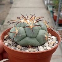 Coryphantha poselgeriana v. valida