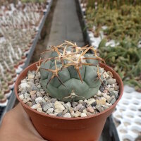 Coryphantha poselgeriana v. valida