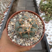 Coryphantha poselgeriana v. valida