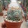 Coryphantha poselgeriana v. valida