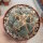 Coryphantha poselgeriana v. valida