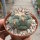 Coryphantha poselgeriana v. valida
