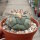 Coryphantha poselgeriana v. valida