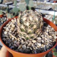 Coryphantha pycnacantha
