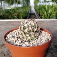 Coryphantha pycnacantha