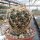 Coryphantha pycnacantha