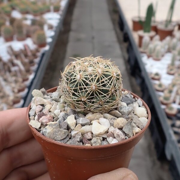 Coryphantha radians