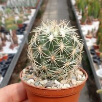 Coryphantha radians