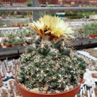 Coryphantha sulcolanata