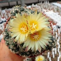 Coryphantha sulcolanata