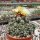 Coryphantha sulcolanata