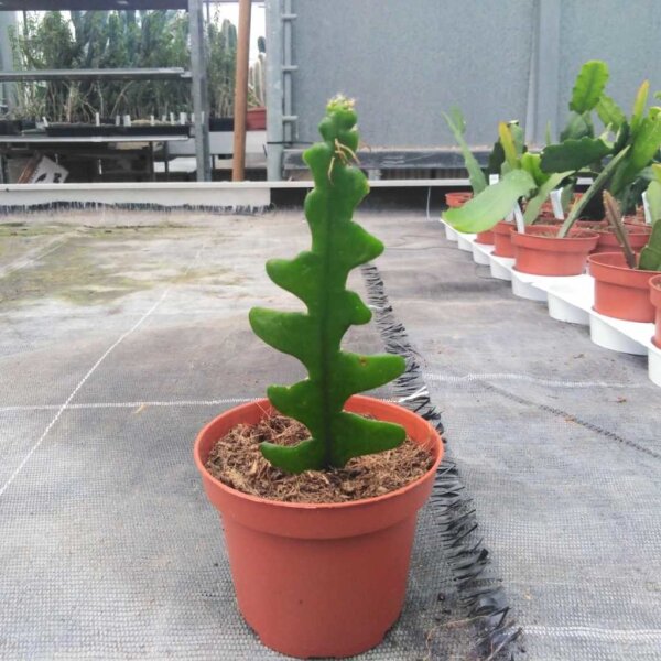 Cryptocereus anthonianus cv. BG-Hannover