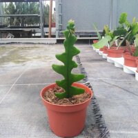 Cryptocereus anthonianus cv. BG-Hannover