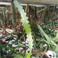 Cryptocereus anthonianus cv. BG-Hannover