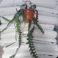 Cryptocereus anthonianus cv. BG-Hannover