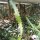 Cryptocereus anthonianus cv. BG-Hannover
