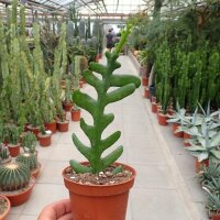 Cryptocereus anthonianus