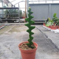Cryptocereus anthonianus