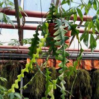 Cryptocereus anthonianus