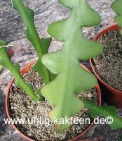 Cryptocereus anthonianus