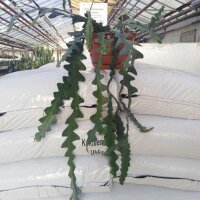 Cryptocereus anthonianus