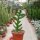Cryptocereus anthonianus