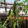 Cryptocereus anthonianus