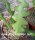 Cryptocereus anthonianus