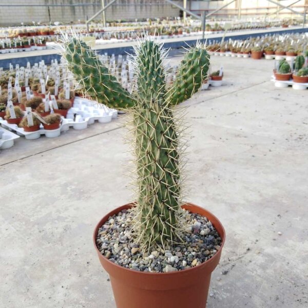 Cylindropuntia bigelovii