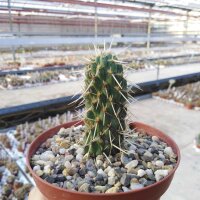 Cylindropuntia bigelovii