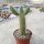 Cylindropuntia bigelovii