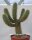 Cylindropuntia bigelovii