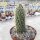 Cylindropuntia bigelovii