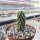 Cylindropuntia bigelovii