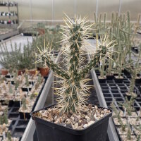 Cylindropuntia echinocarpa MUG 167 San Bernardino, Ca,...