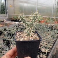 Cylindropuntia echinocarpa MUG 167 San Bernardino, Ca,...