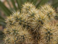Cylindropuntia echinocarpa MUG 167 San Bernardino, Ca, USA, 1600 m (dw)