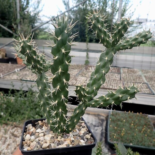 Cylindropuntia viridiflora cv. Panayoti (dw)