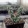 Cylindropuntia viridiflora cv. Panayoti (dw)