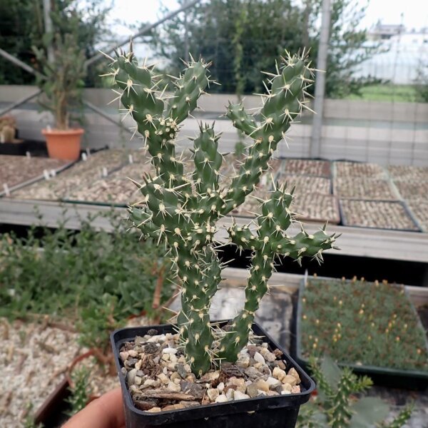 Cylindropuntia x anasaziensis (dw)