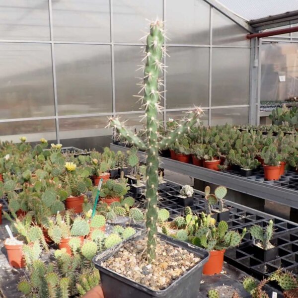 Cylindropuntia imbricata (dw)