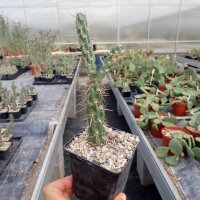 Cylindropuntia imbricata (dw)