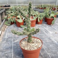 Cylindropuntia imbricata (dw)
